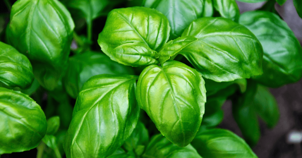 close up of basil leaves