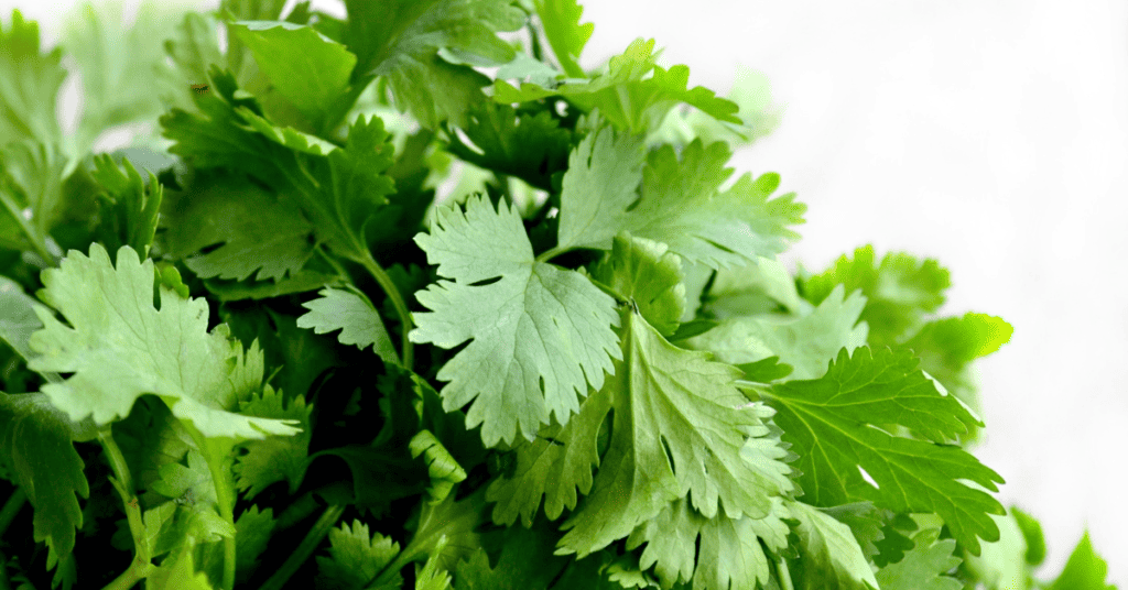 close up of cilantro leaves