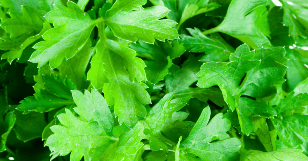 close up of parsley leaves