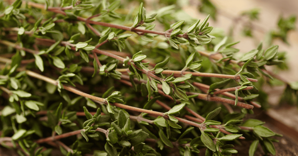 close up of thyme sprigs