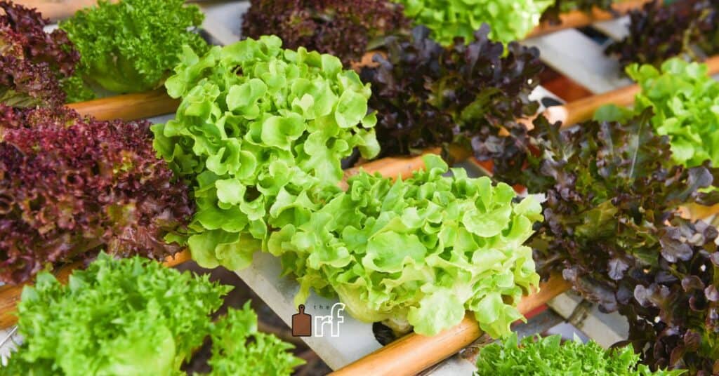 variety of lettuce greens